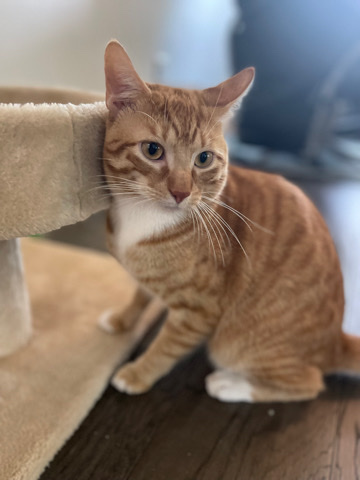 FREE 1yr old male cat
