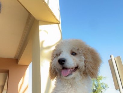 Goldendoodle – Oak - goldendoodle - Boy – El Cajon