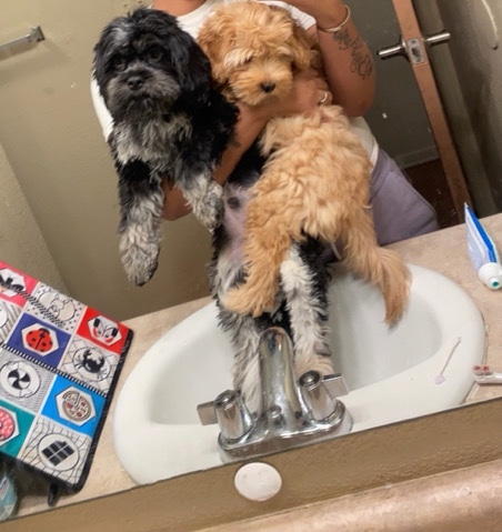 Poodle – pomaposs