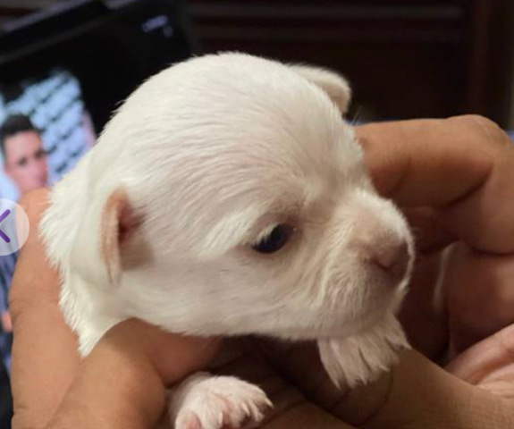 Chihuahua – Pure white Longhair Mini Chihuahua