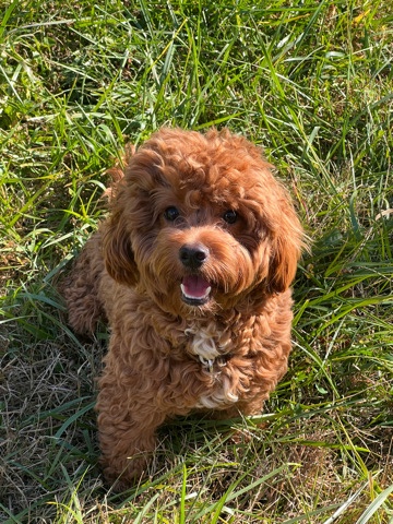 Poodle – Cockapoo For Sale! ( Astro 🐶 )
