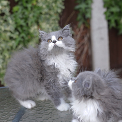 British Shorthair – british shorthair kittens