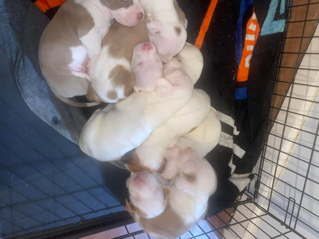 American Pit Bull Terrier – pit bull puppies