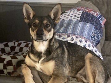 German Shepherd – German sheperd/Blue healer – Cedar Rapids