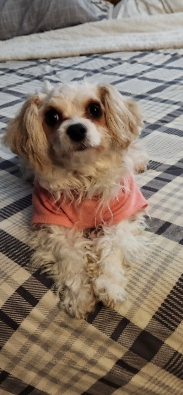Maltese – Maltese female