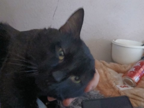 American Shorthair – cats need homes – Dragoon