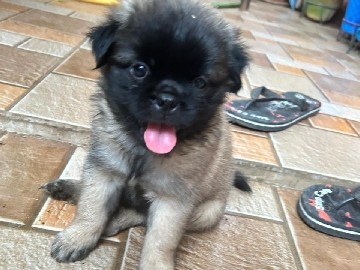 selling pug puppies