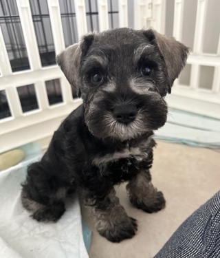 Miniature Schnauzer – mini schnauzer puppies