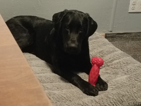 Labrador Retriever – AKC Purebred Male Lab – Grovertown