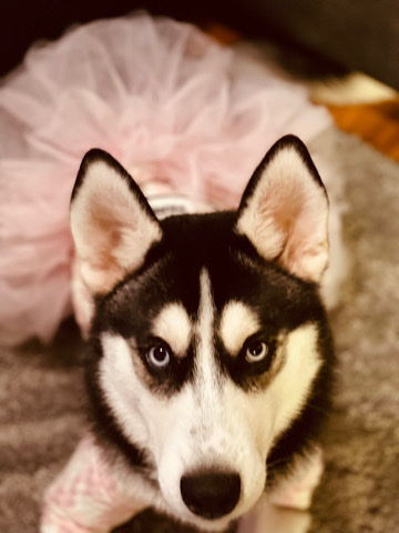 Siberian Husky – Siberian husky