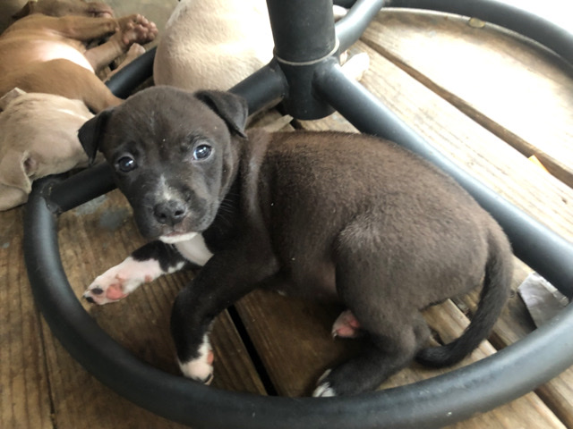 American Pit Bull Terrier – full blooded pitbull puppy