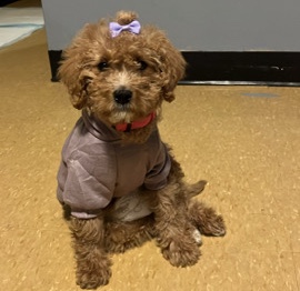 Golden Retriever – Mini Goldendoodle