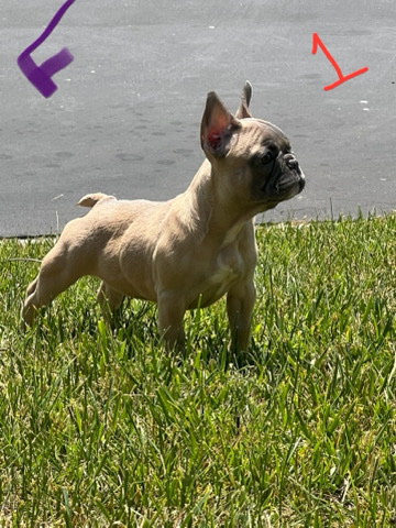 French Bulldog – French bulldog for sale