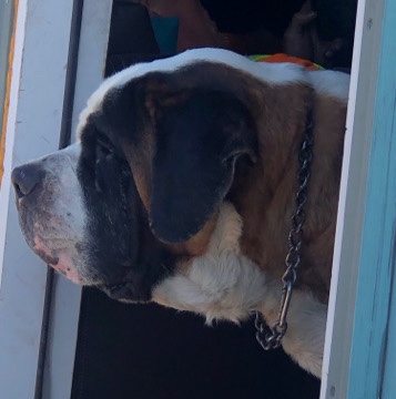 St. Bernard – St. Bernard