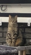 need rehome