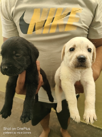 Labrador Retriever – Top quality lab Available