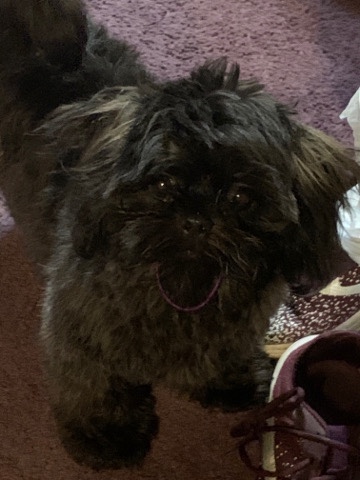 Shih Tzu – shih tzu