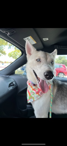 German Shepherd – German Shepherd/Husky Mix