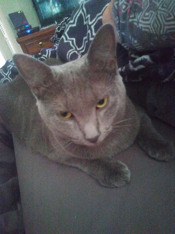 Female Russian Blue rehoming!