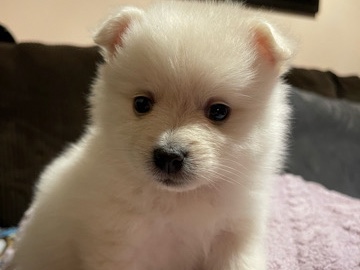 Pomeranian – Pomeranian – Watsonville