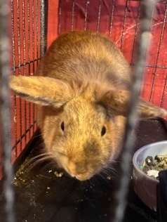 Bunny Rabbit + Cage