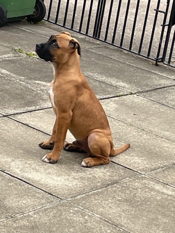 Bullmastiff – 7 month old dog for sale