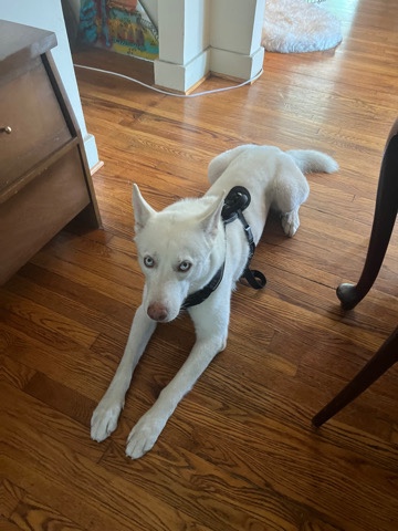 white husky 4 years old