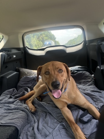 Labrador Retriever – Cuddly Red Labrador Retriever mix – 1 Year 7 Months Old in Nashville – Gallatin