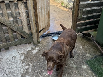 Labrador Retriever – Labrador – Wolverhampton