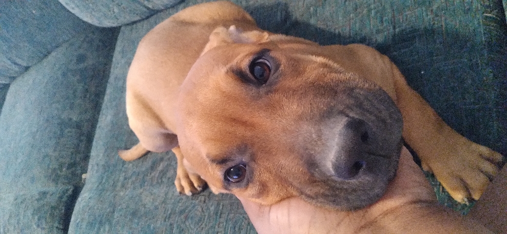Purebred Pitbulls