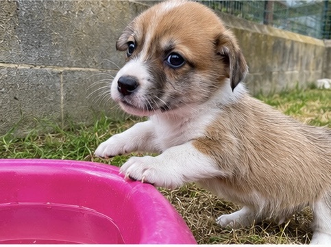 Pembroke Welsh Corgi – Corgi Pembroke – Rome