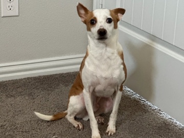 Mixed Breed – Friendly 6-Year-Old Mixed Breed Dog for Rehoming in Midlothian – Midlothian