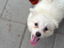 Pomeranian – Pomeranian dog – Bengaluru
