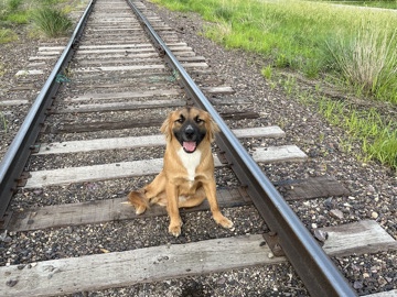 Boxer – boxer / great pyrenees – Des Moines