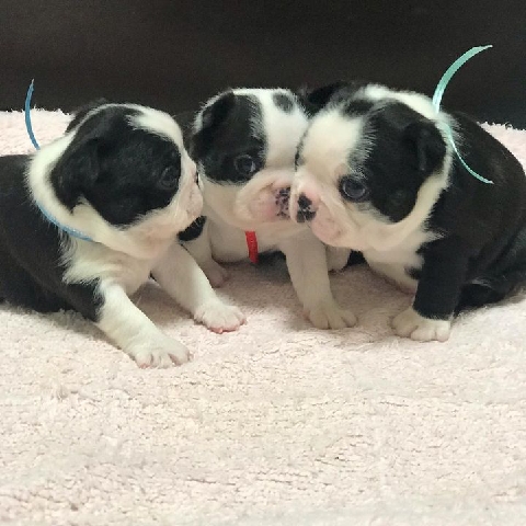 Boston Terrier – Boston Terriers for adoption and rehoming