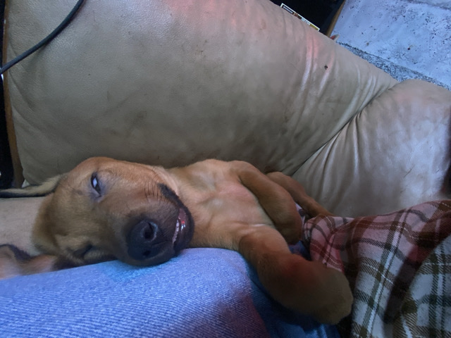 Mixed Breed – hello I’m Mojo – Portland