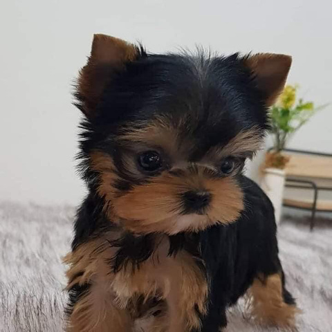 Yorkshire Terrier – pure breed puppies available in Texas,Ohio,florid