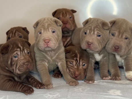 sharpei puppies