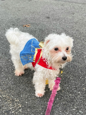 Selling Maltese