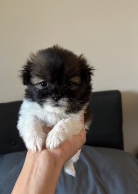 Shih Tzu – 8 weeks old puppy