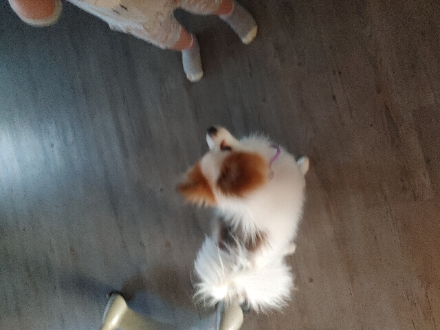 Pomeranian – Friendly female Pomeranian