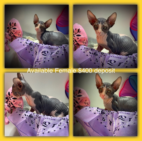 Sphynx – Sphynx kittens