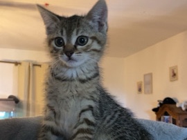 Bengal – Kitten sucht noch ein Zuhause – Sasbachwalden