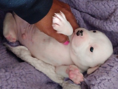 Cane Corso – I have only 6 Cane Corso/Bullie Pit Puppies!!!!! – Murrayville