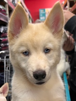 Siberian Husky – Husky puppies
