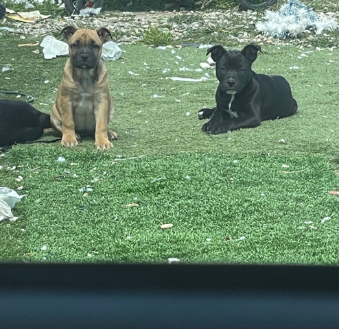 American Bulldog – American bulldog/pitbull puppies rehome