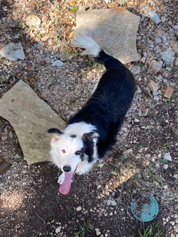 Border Collie – Border collie for sale