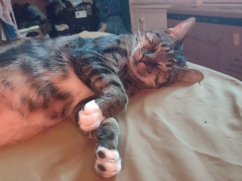Manx – please save him – Shawnee