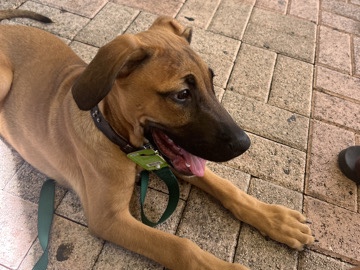 Mixed Breed – cane corso Doberman mix – Fort Lauderdale