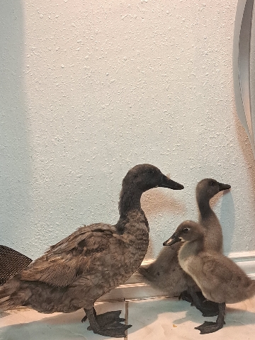 Any – Swedish blue ducks
